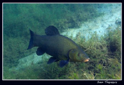 A tench (Tinca tinca) anyone with an idea why this fish i... by Sven Tramaux 